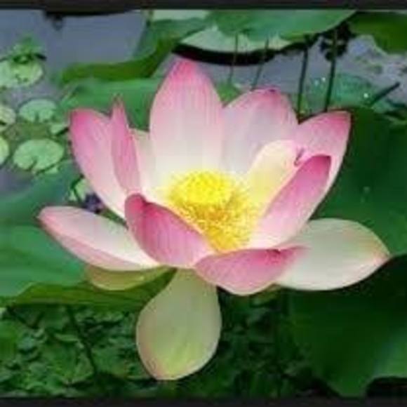 Meet your Posher, Jo - Picture 1 of 1